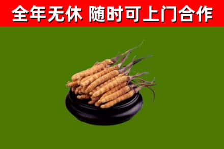 江汉回收散虫草