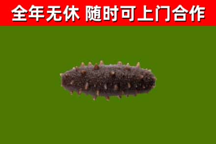 江汉回收海参干
